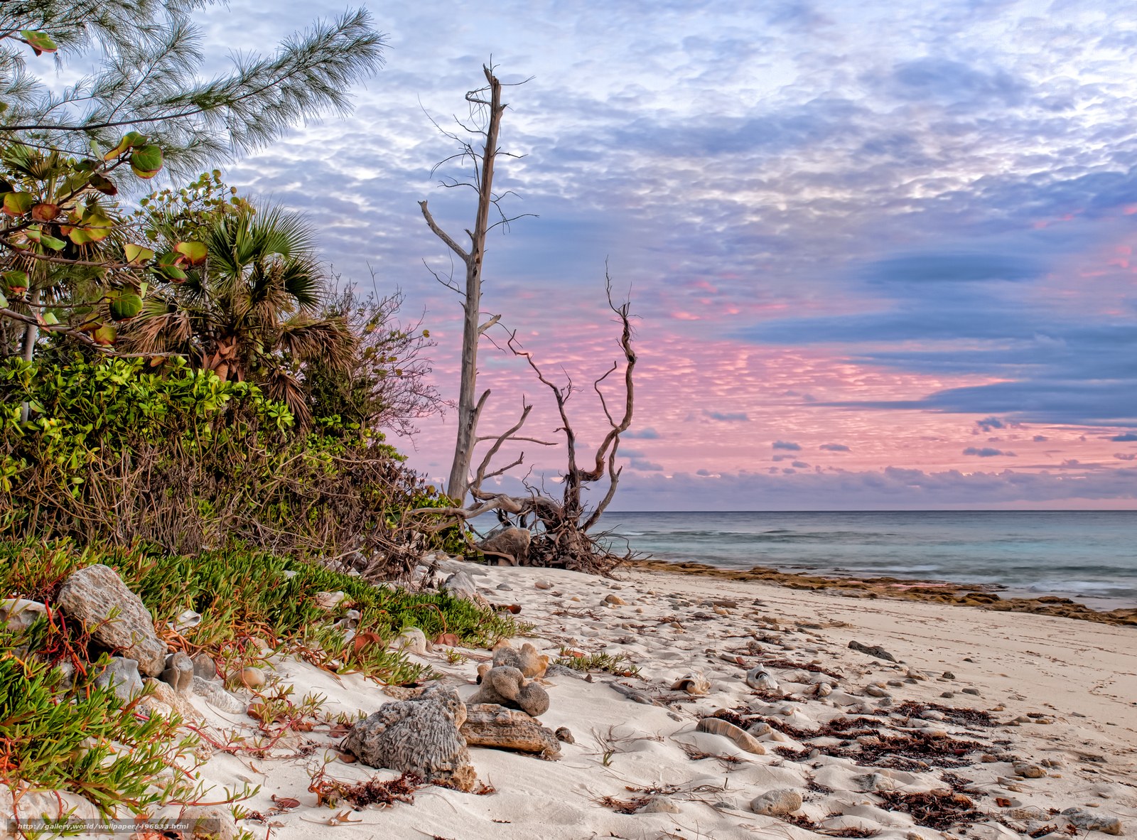 Beach at sunset with driftwood