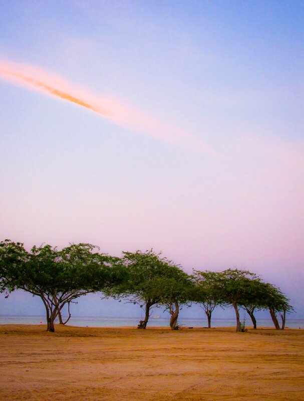 Beach at sunset with trees
