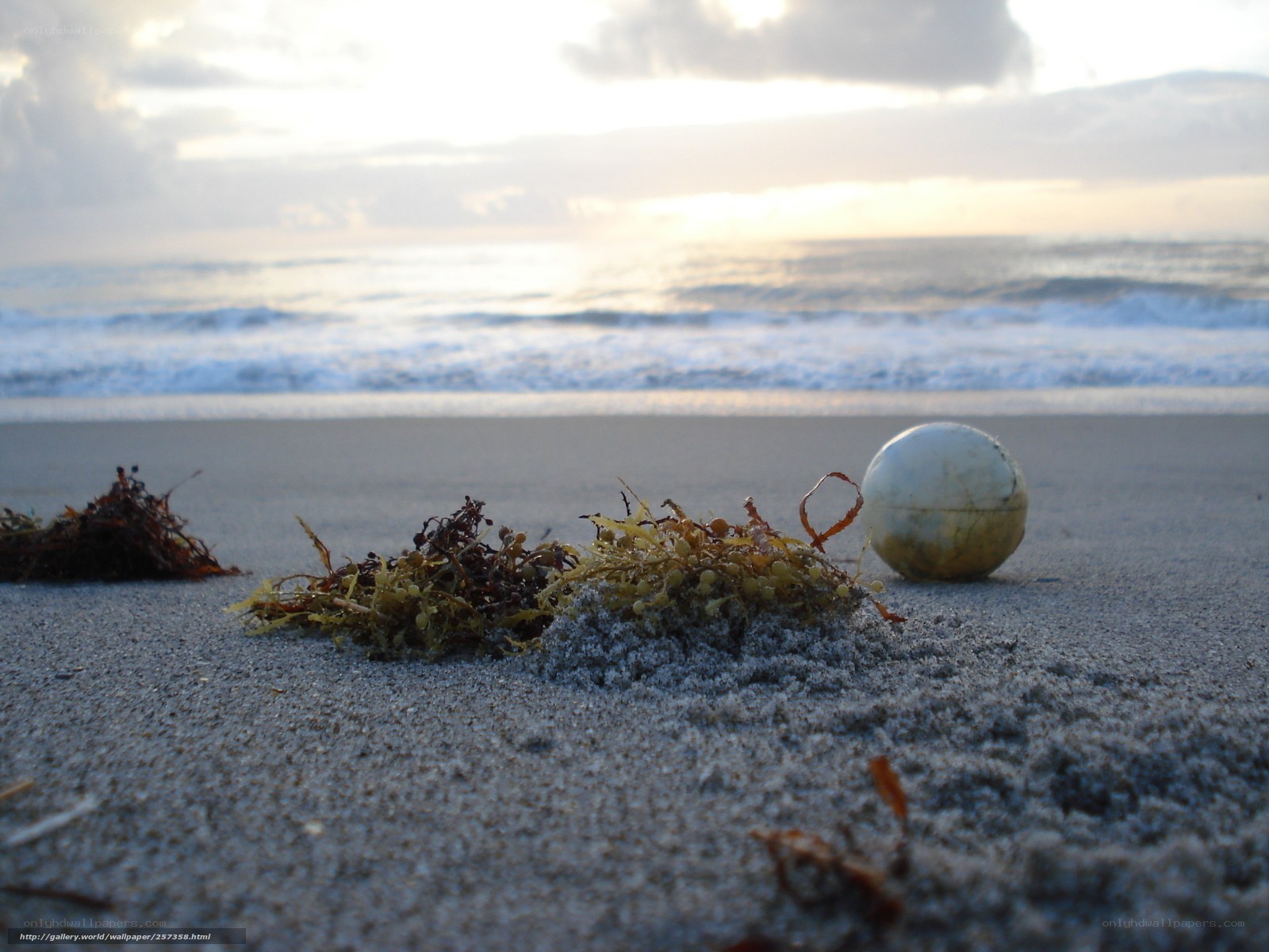 beach ball and seaweed at sunset