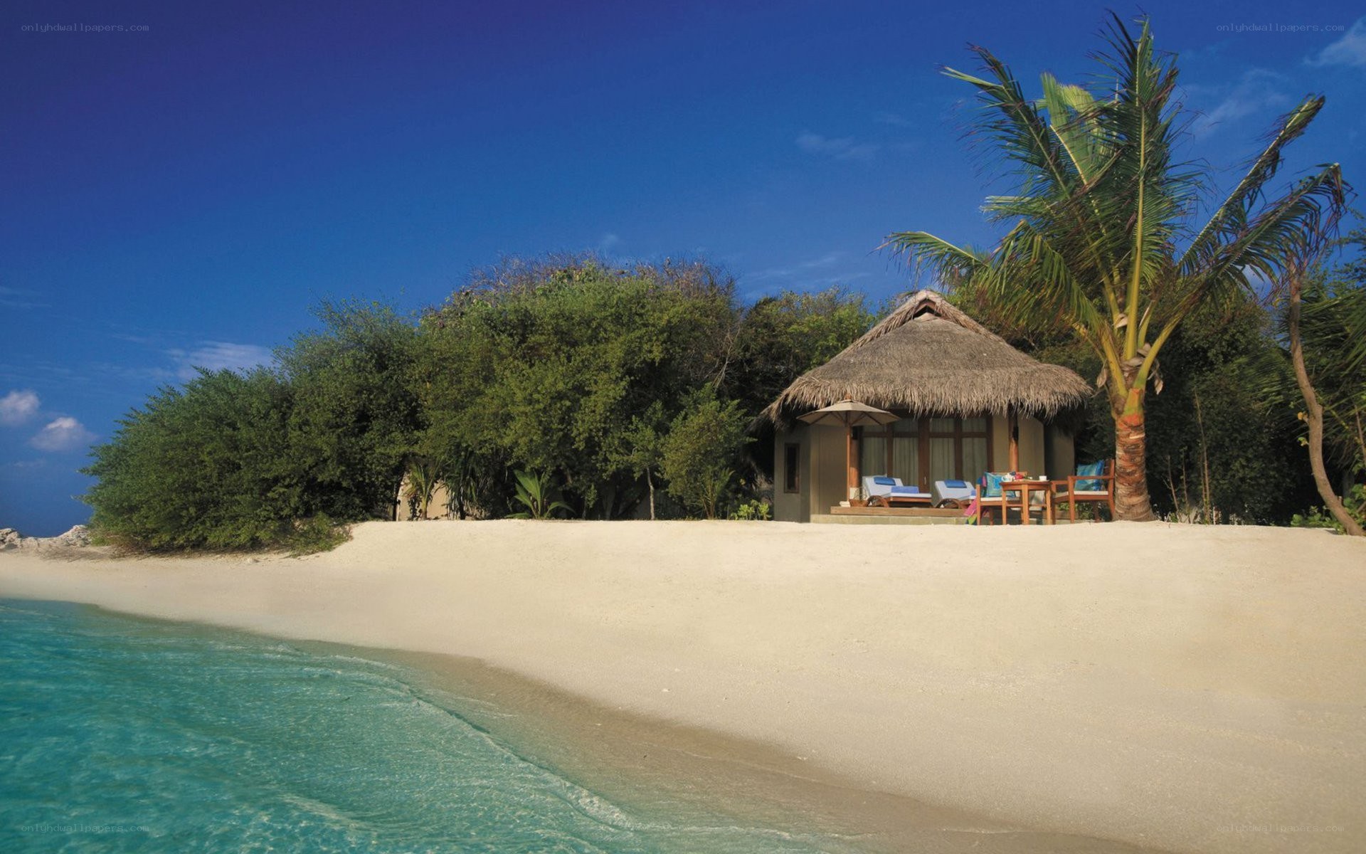 Beach bungalow with palm tree