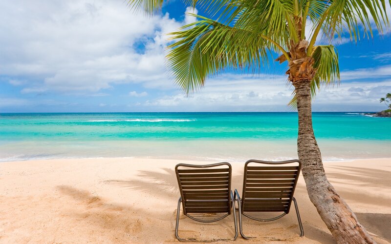 Beach chairs under palm tree