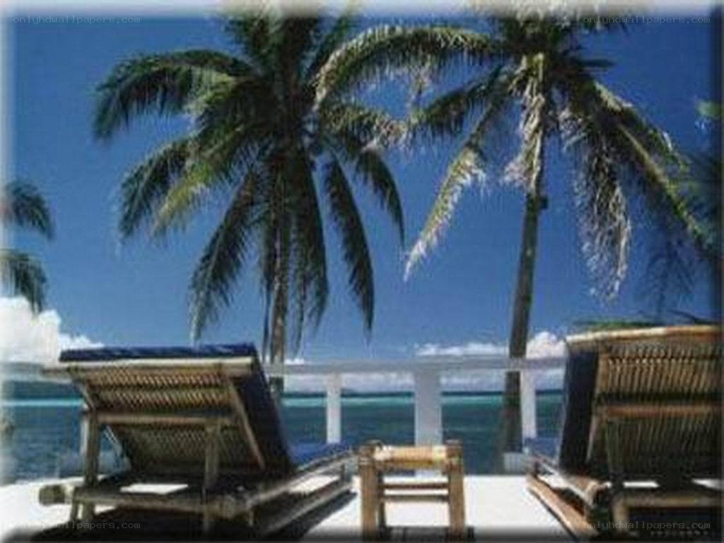 Beach chairs under palm trees
