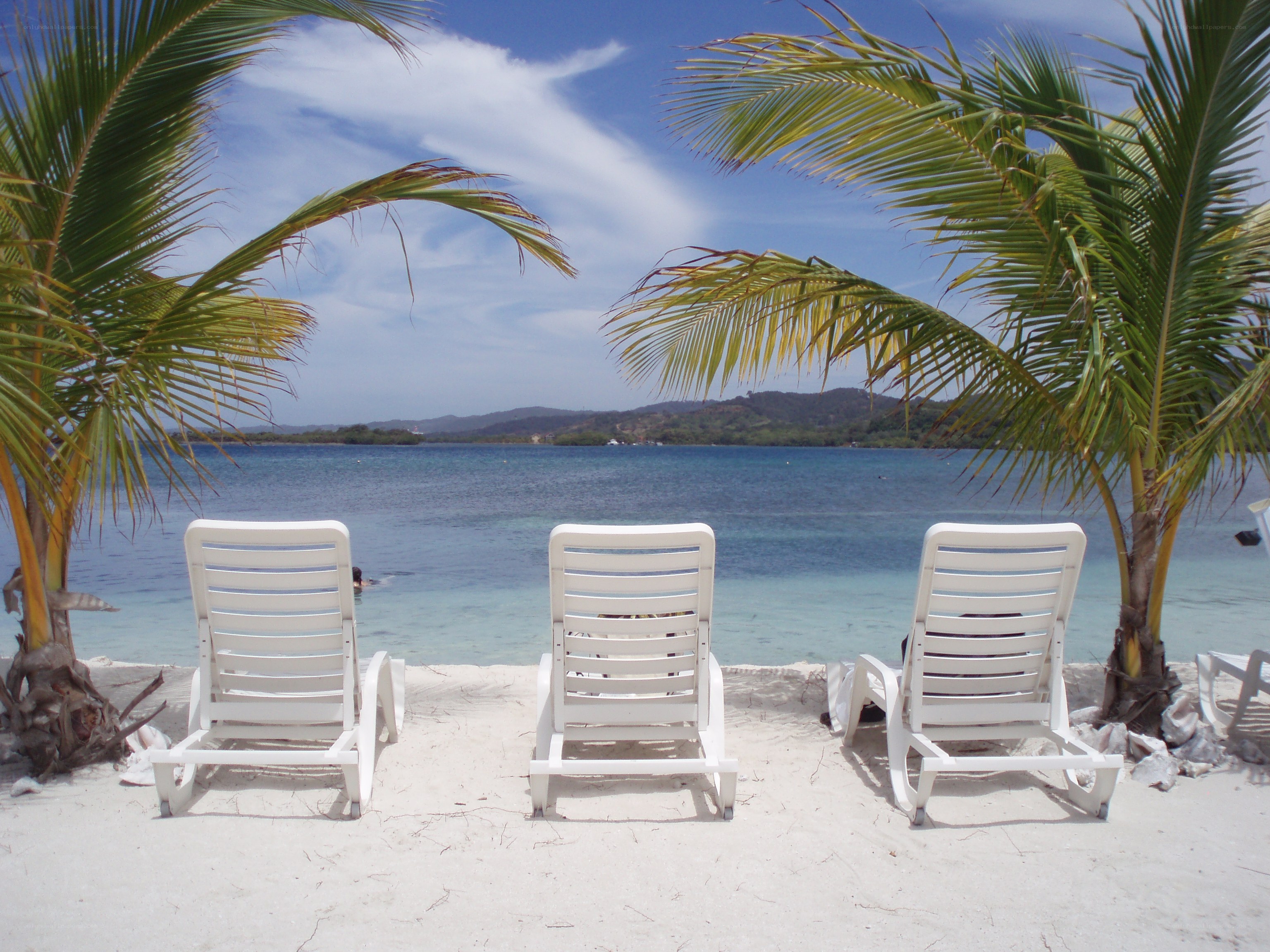 Beach chairs under palm trees