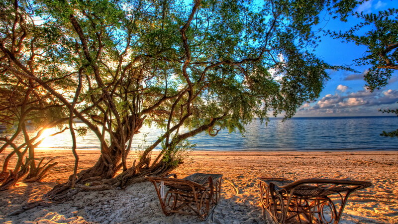 Beach Chairs under Tree — Blue, Serene