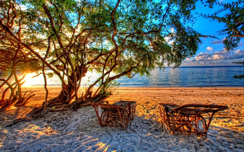 Beach Chairs under Tree