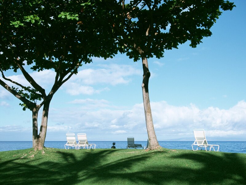Beach chairs under trees
