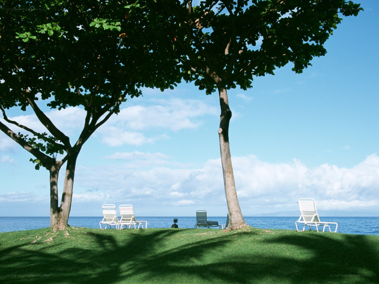 Beach chairs under trees