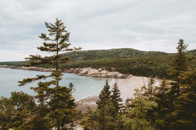 Beach Cove with Pine Trees