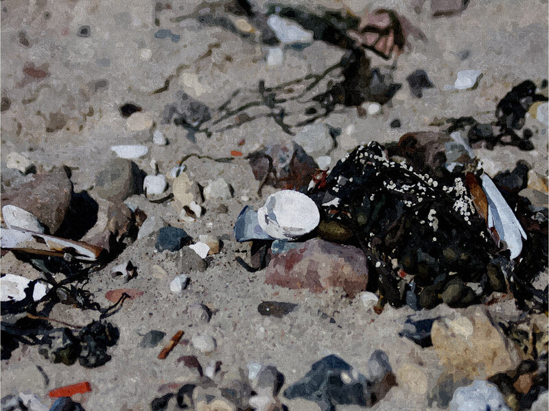 beach debris and seaweed
