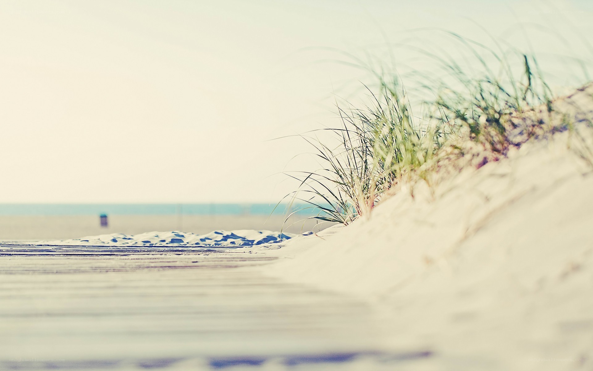 Beach dunes with sea grass