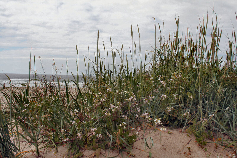 Beach dunes with wildflowers
