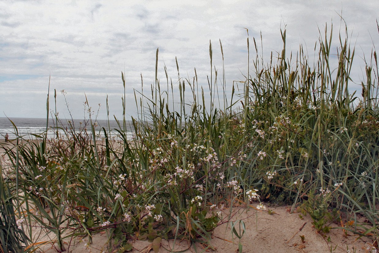 Beach dunes with wildflowers