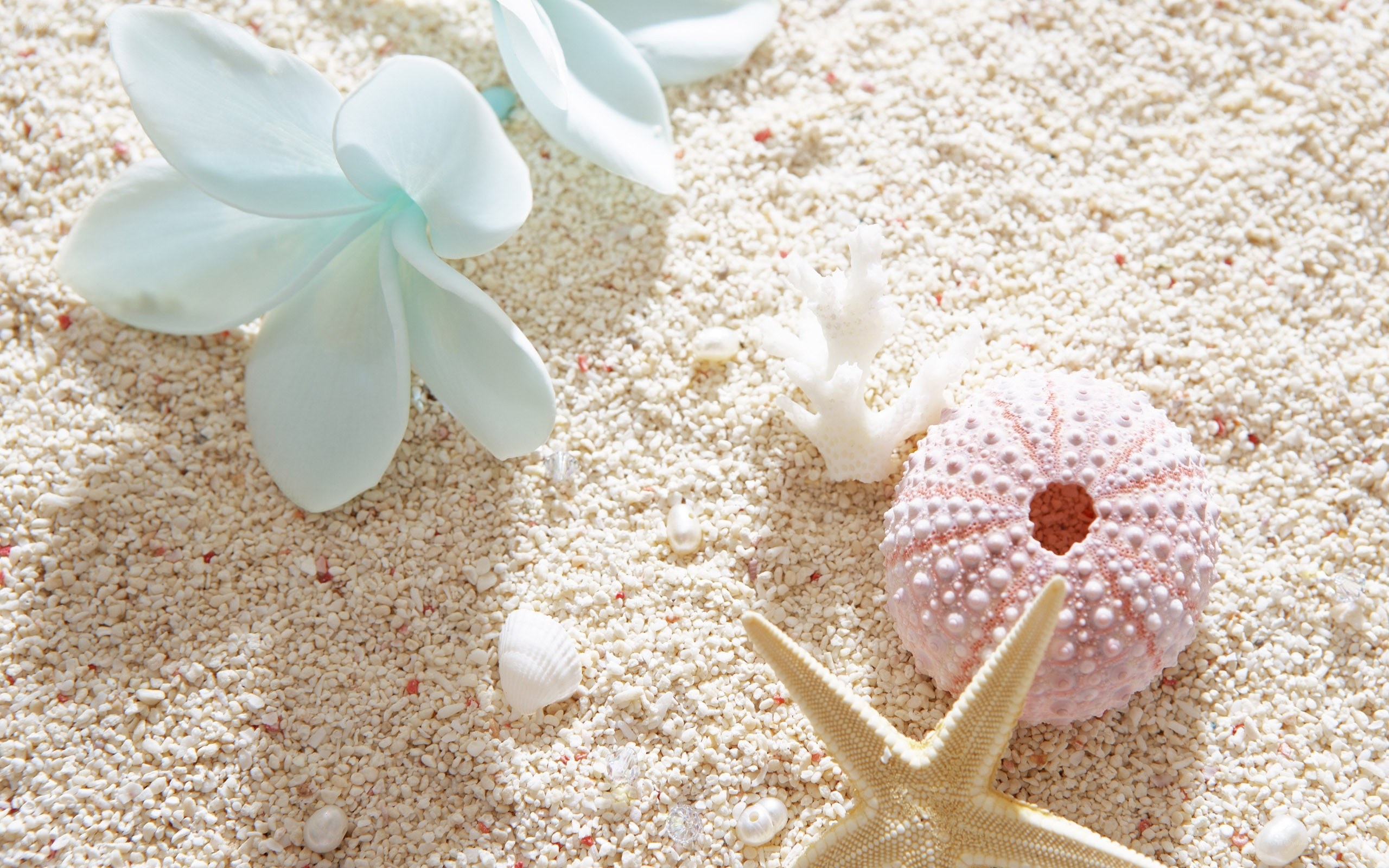 beach flowers and sea life