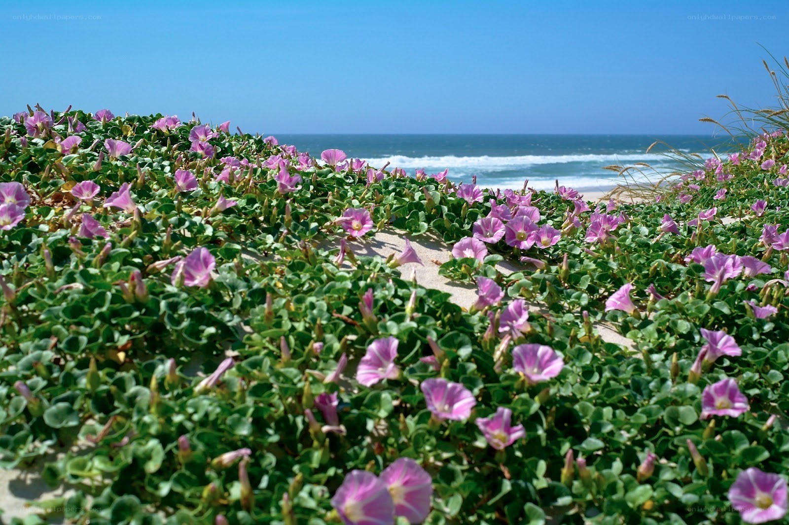beach flowers by the ocean