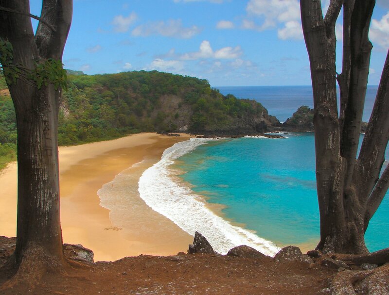 beach framed by trees