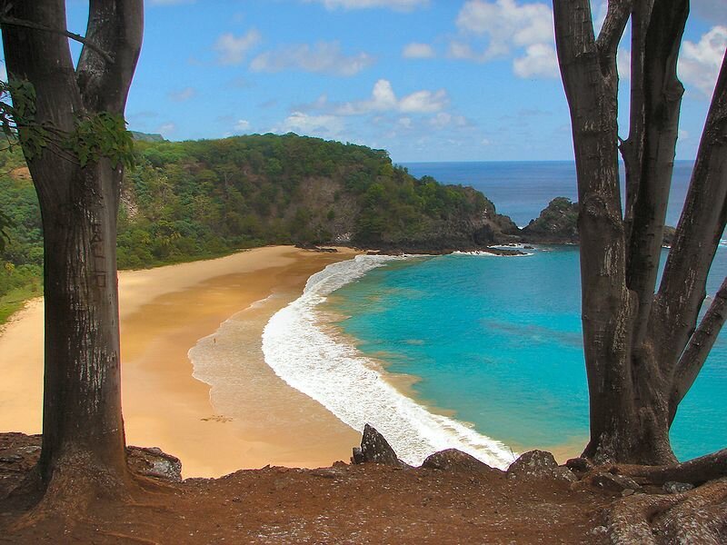 beach framed by trees