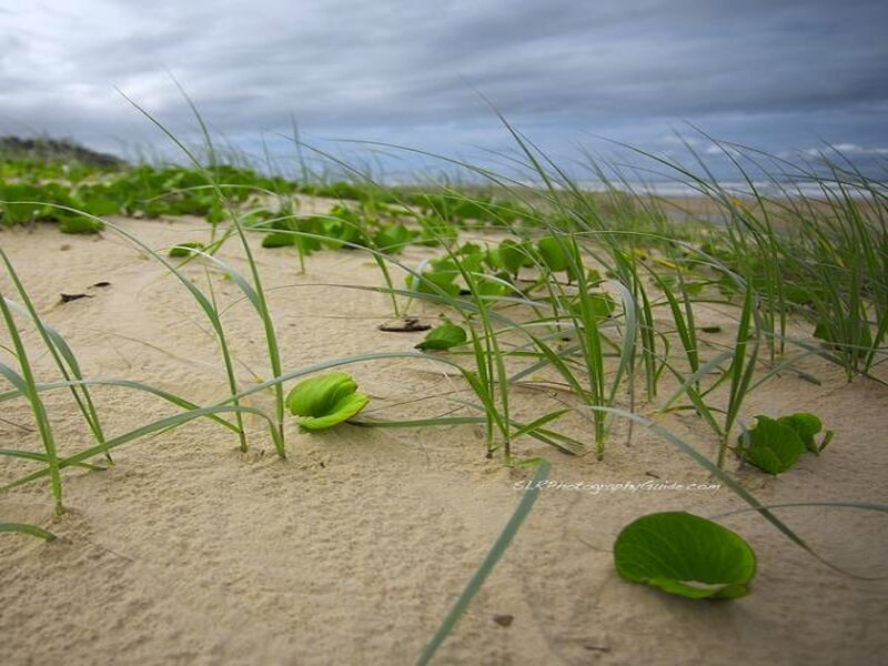 Beach Grass and Leaves