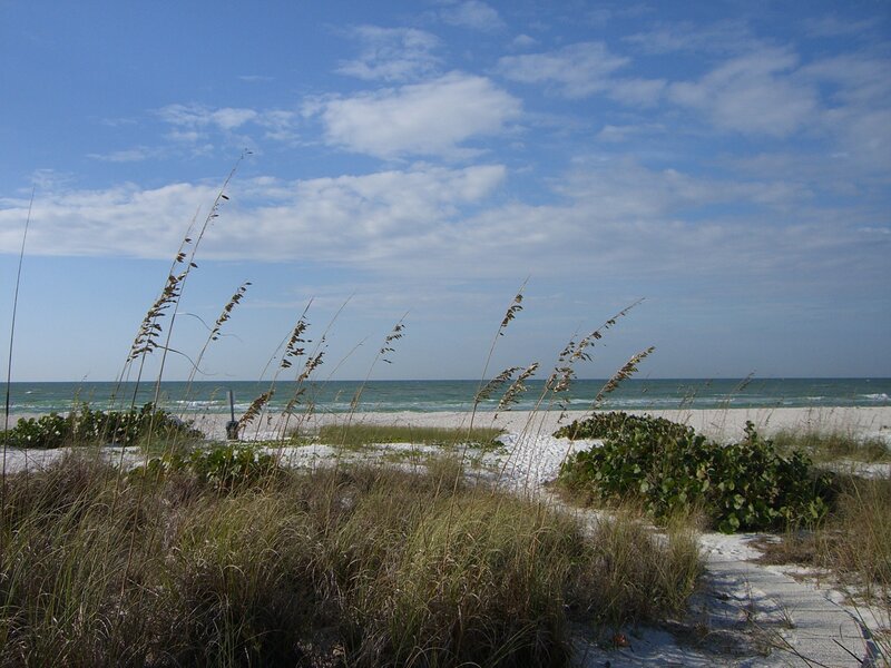 Beach Grass and Ocean