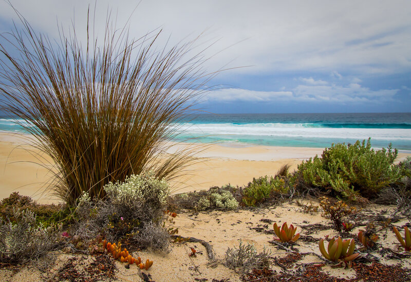 Beach Grass and Succulents