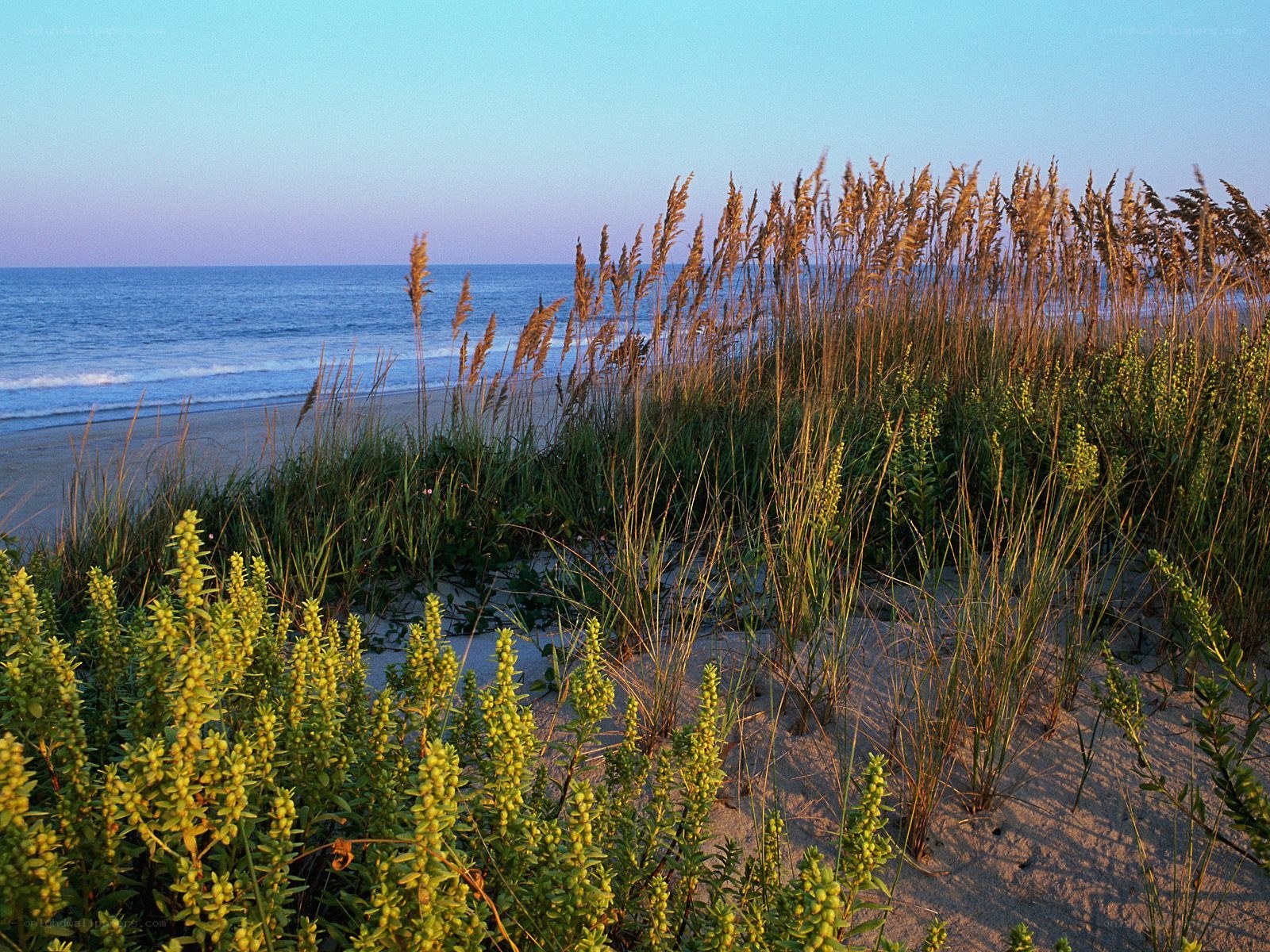 Beach grass at dawn