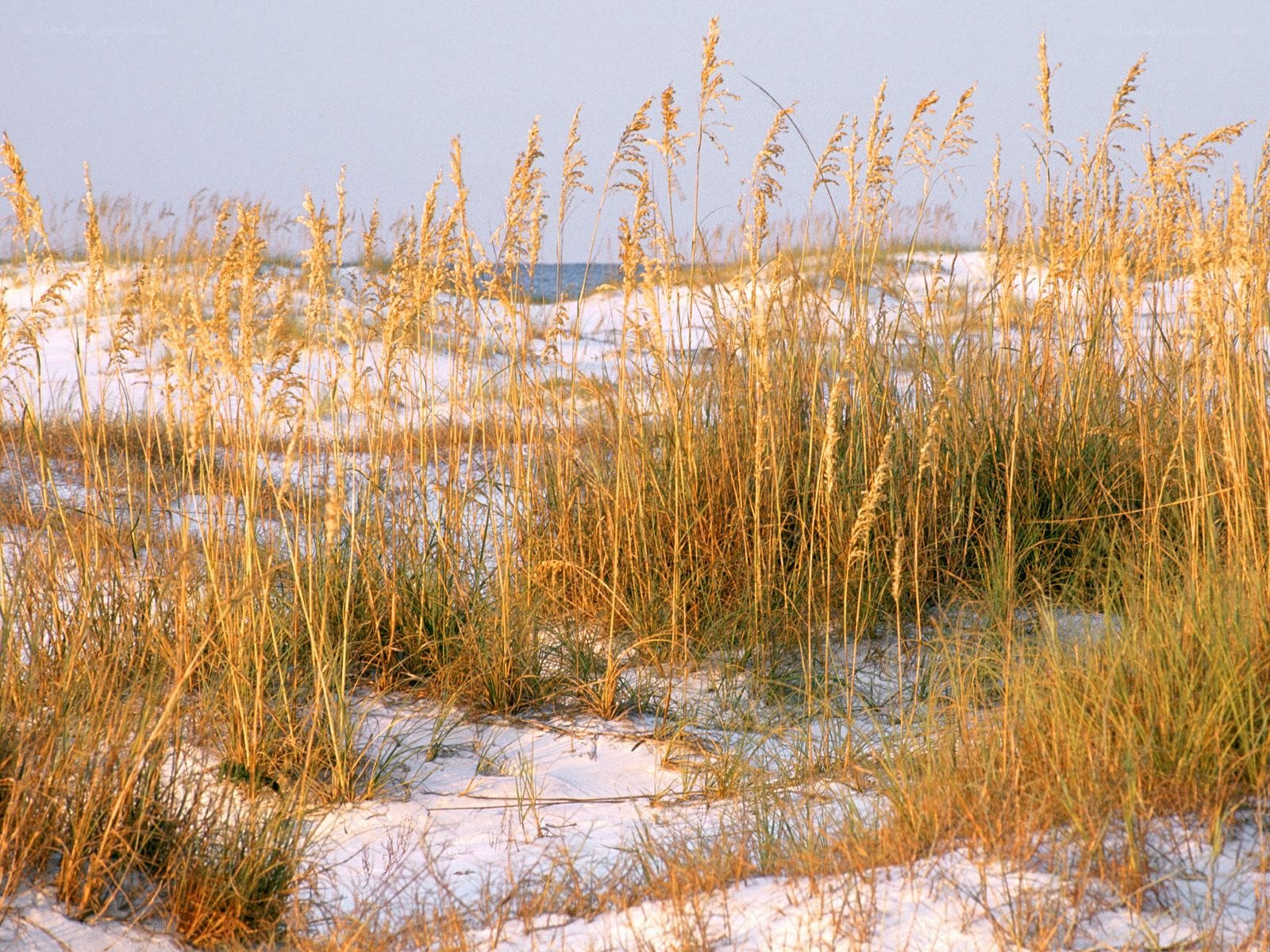 beach grass at sunset