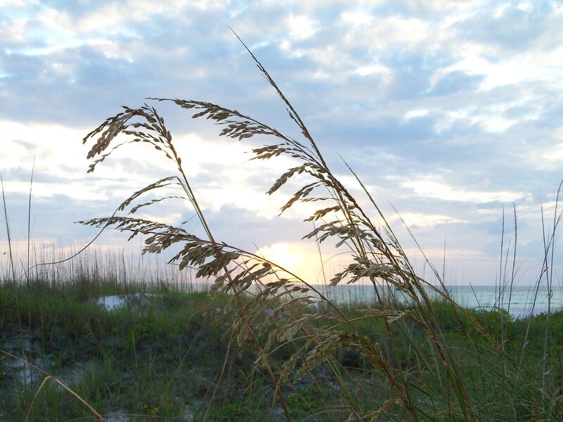 Beach grass at sunset