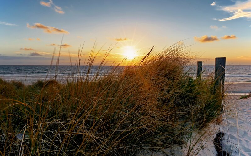 Beach Grass at Sunset — Gold