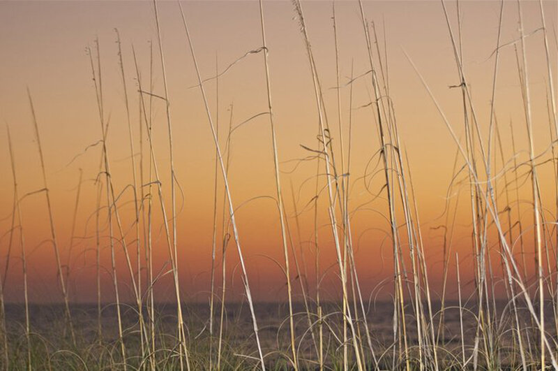Beach Grass at Sunset — Orange