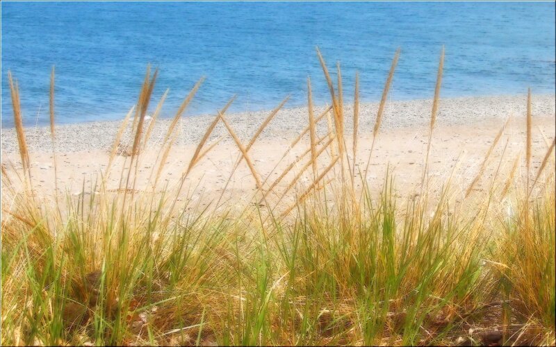 Beach Grass by the Sea — Blue