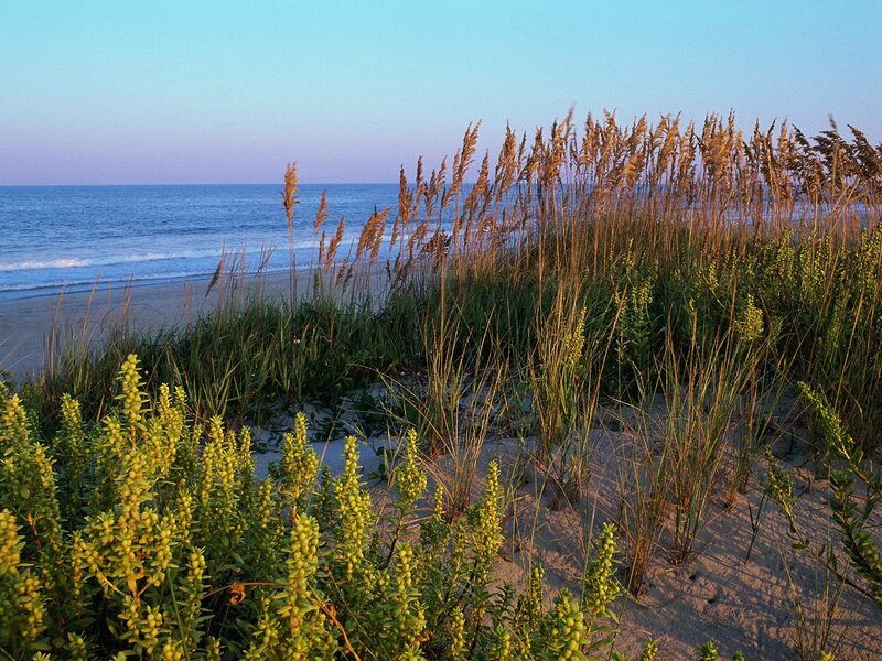 Beach Grass Dunes — Blue, Serene