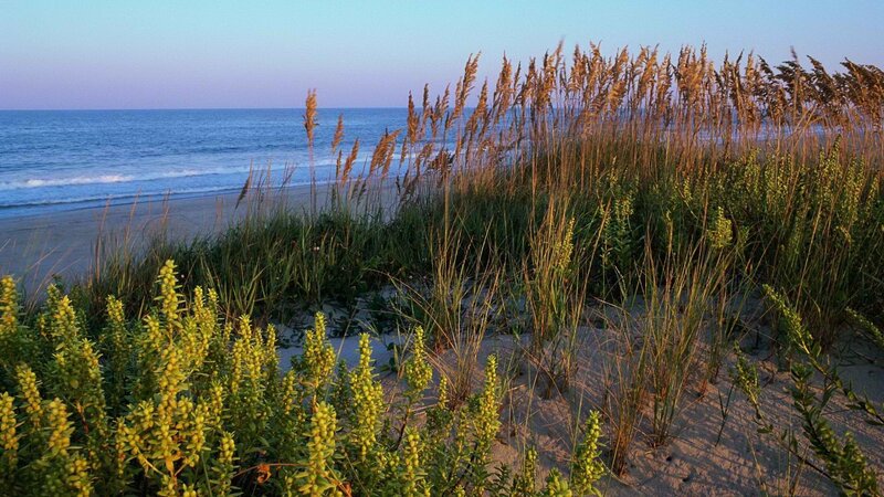 Beach Grass Dunes — Blue