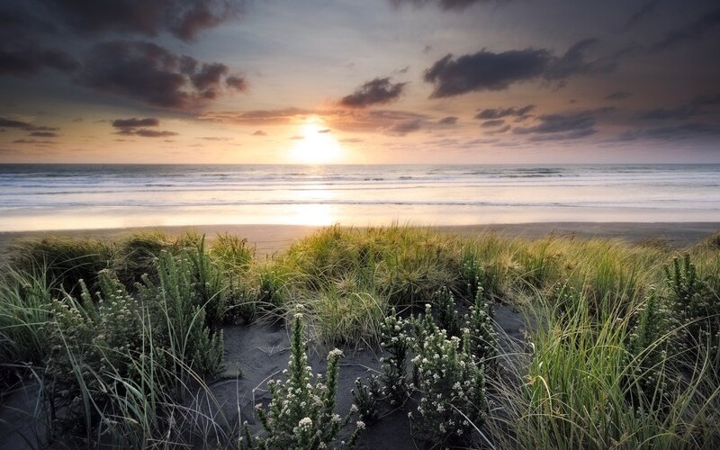 Beach Grass Dunes