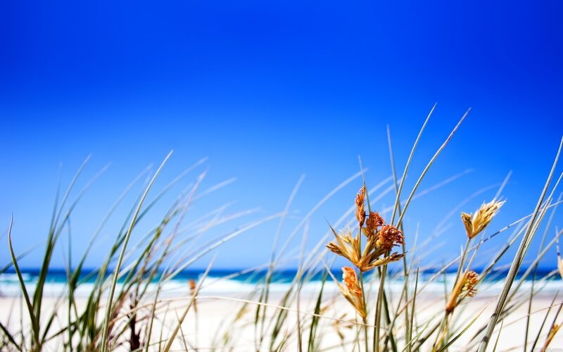 Beach Grass in Foreground