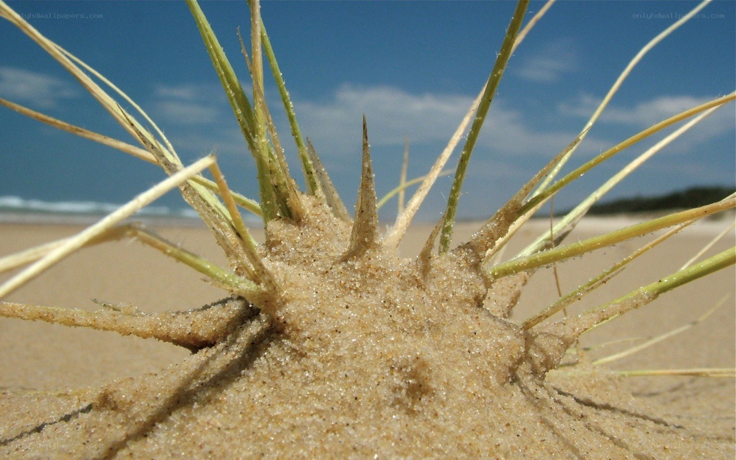 Beach grass in sand