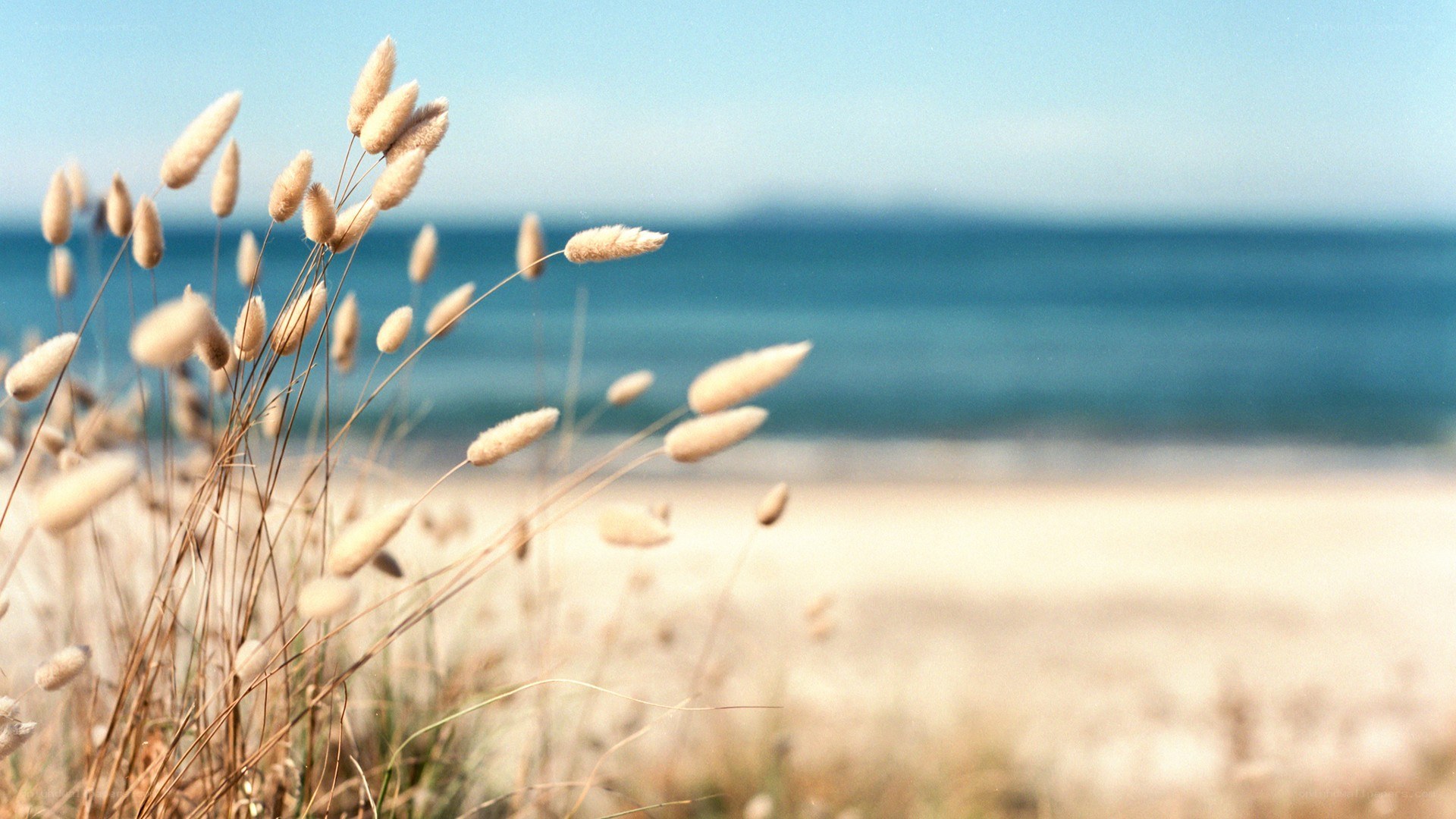 Beach grass in the breeze