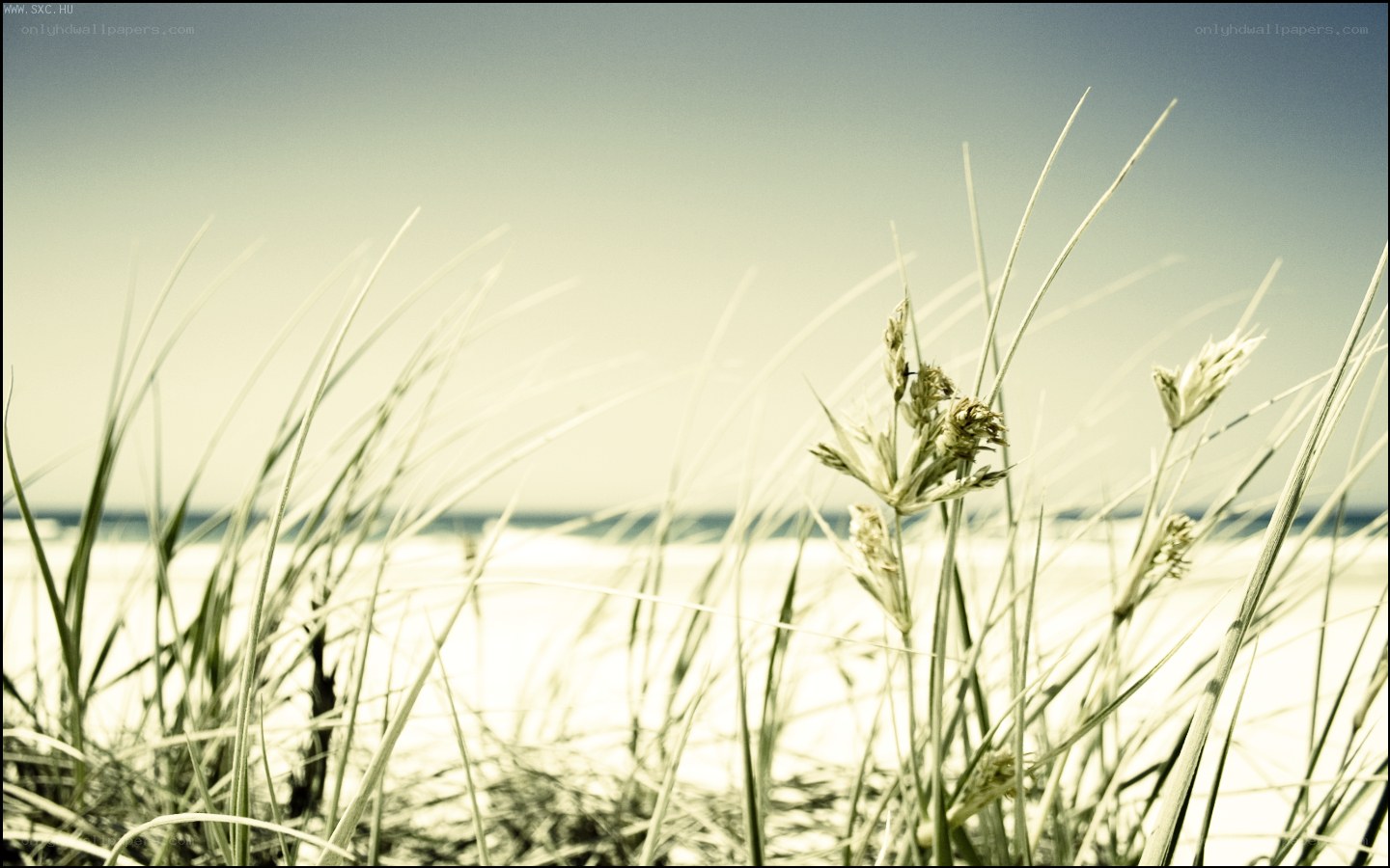 Beach grass in the wind