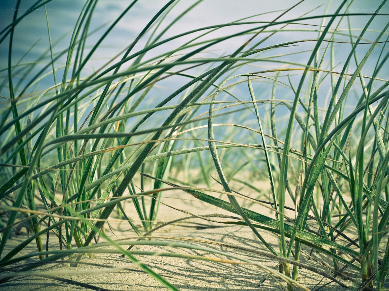 beach grass in the wind