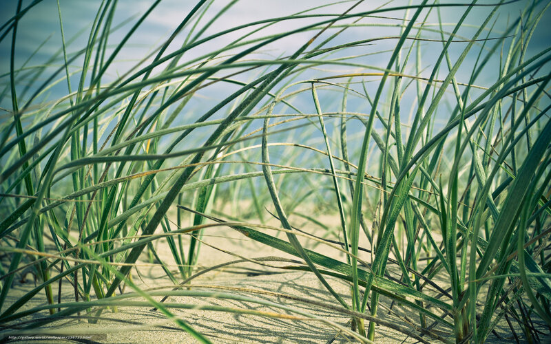 Beach grass in the wind