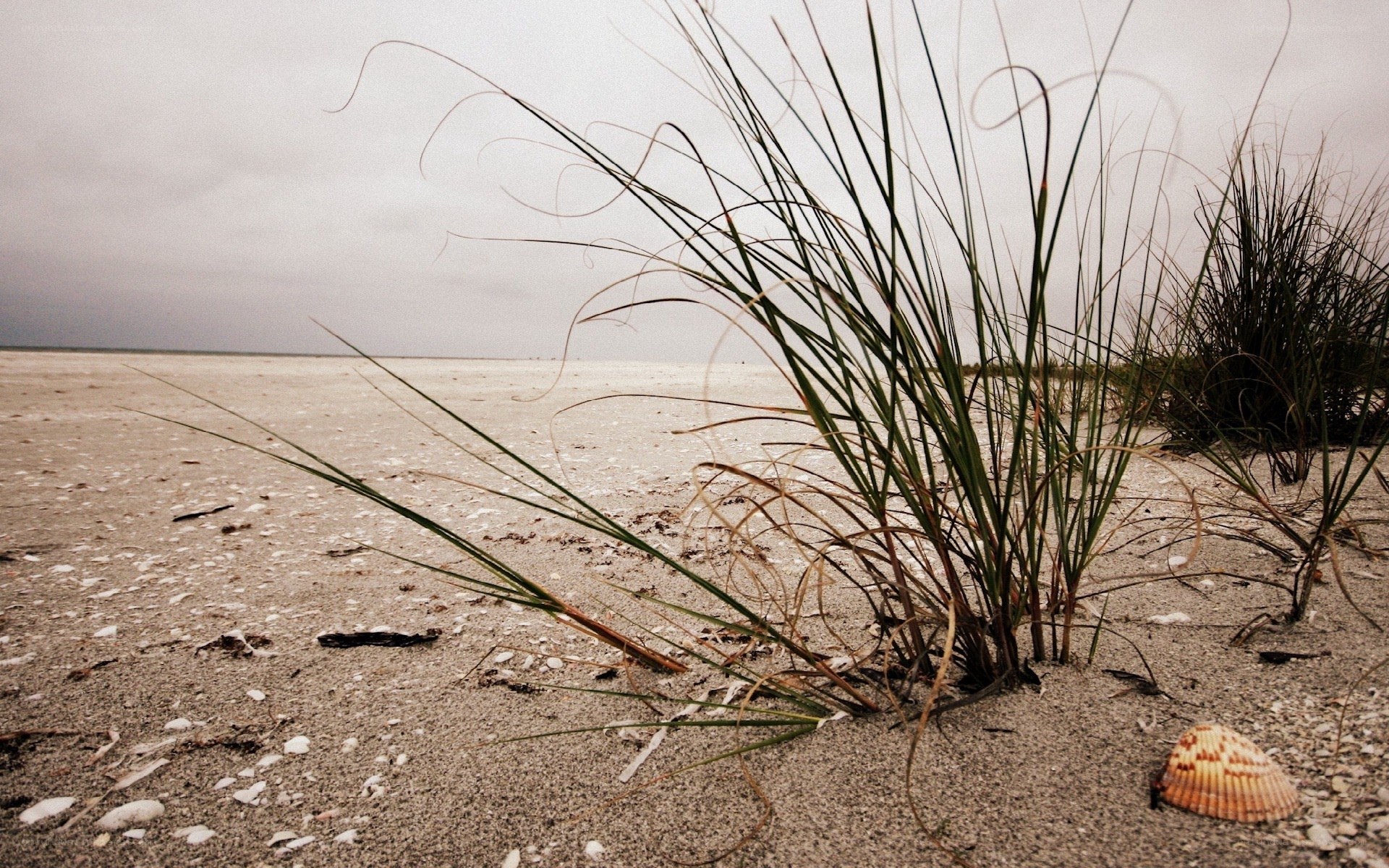 Beach grass on a cloudy day
