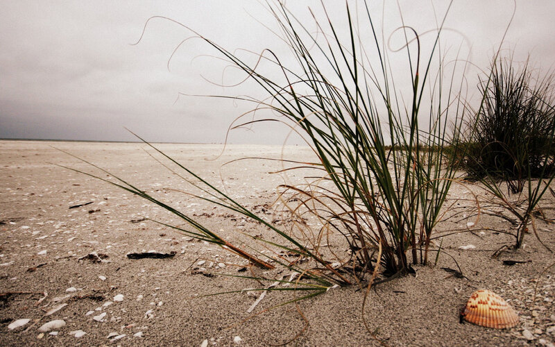 Beach grass on a cloudy day