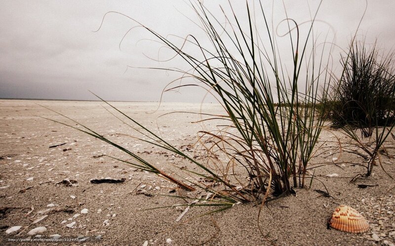 Beach grass on a cloudy day