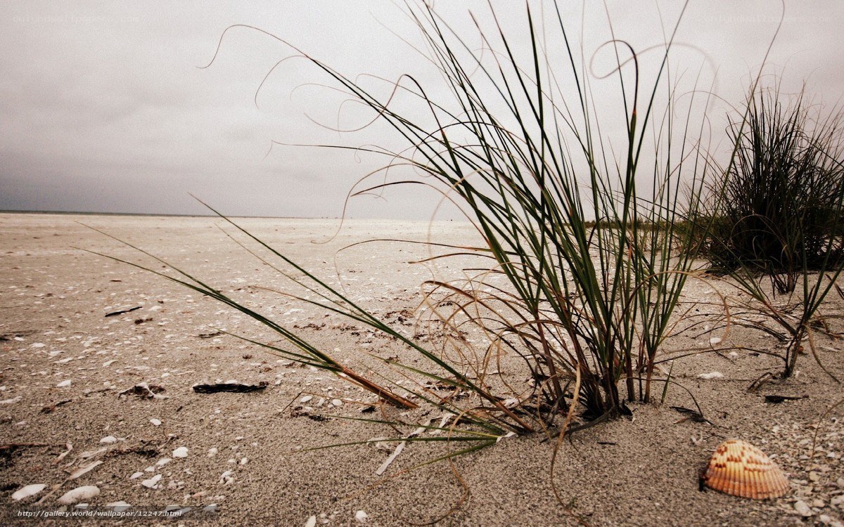 Beach grass on a cloudy day