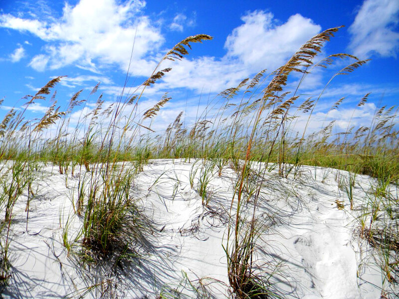 Beach grass on a sunny day
