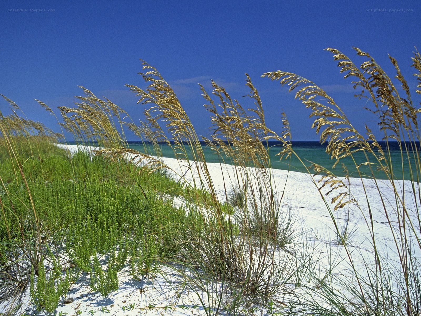 Beach grass on a sunny day