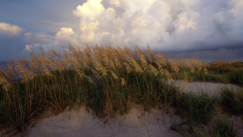 Beach Grass on Dunes