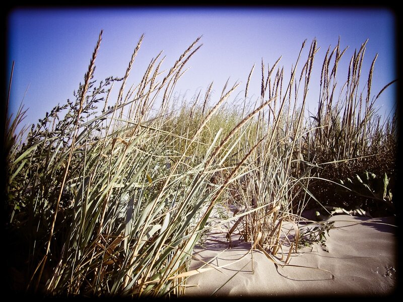 Beach Grass on Sand — Blue, Serene, Afternoon
