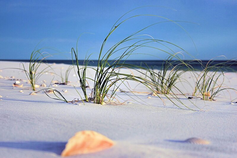 Beach Grass on Sand — Blue, Serene