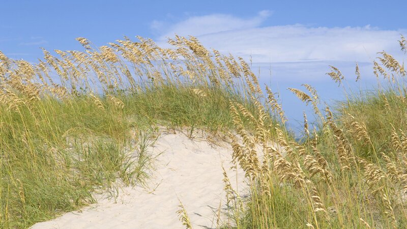 beach grass on sand dune