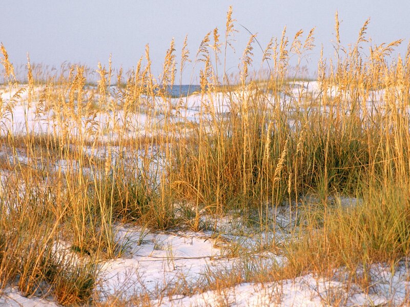 Beach Grass on Sand Dunes — Gold, Serene