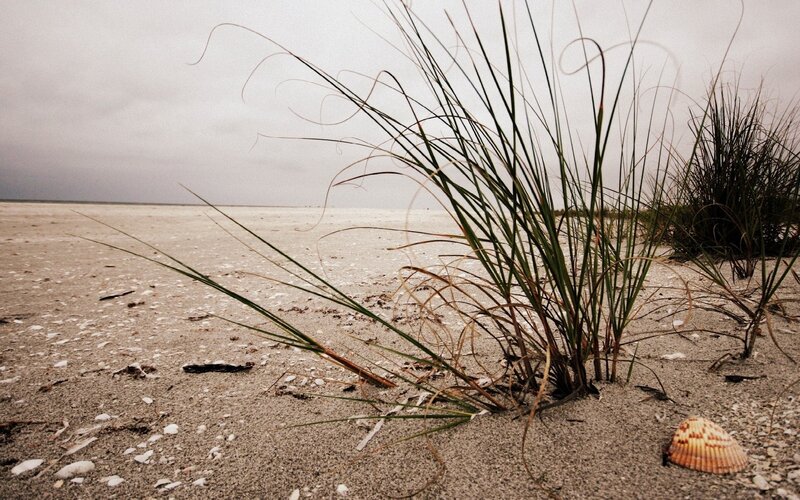 Beach Grass on Sand — Gray